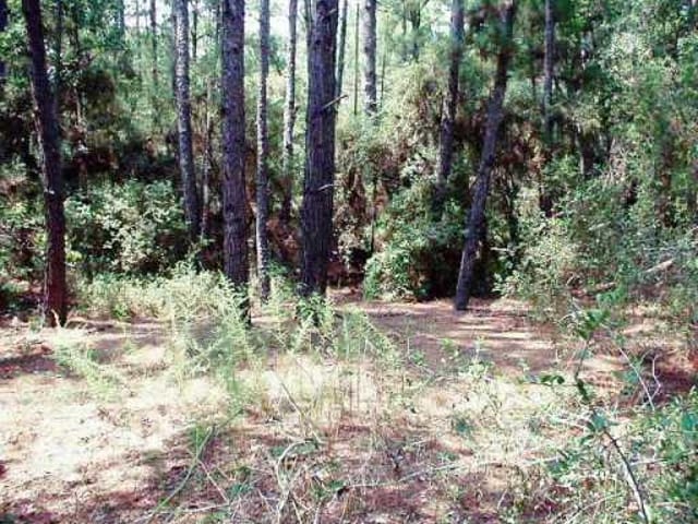 PONDEROSA