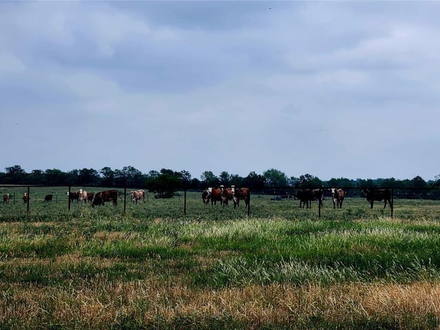 TBD County Road 446