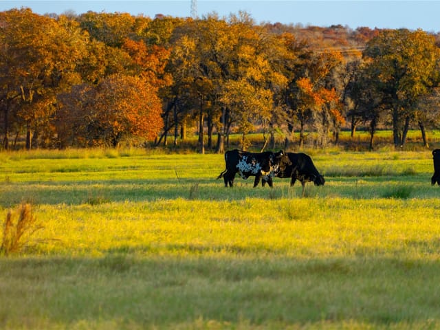 TBD Tx-123
