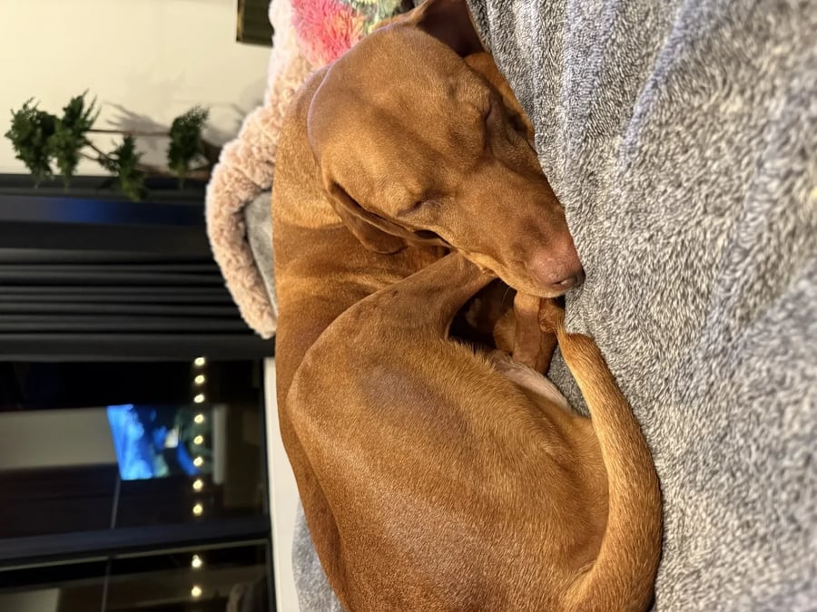 Scout curled up after a long day of happiness duties
