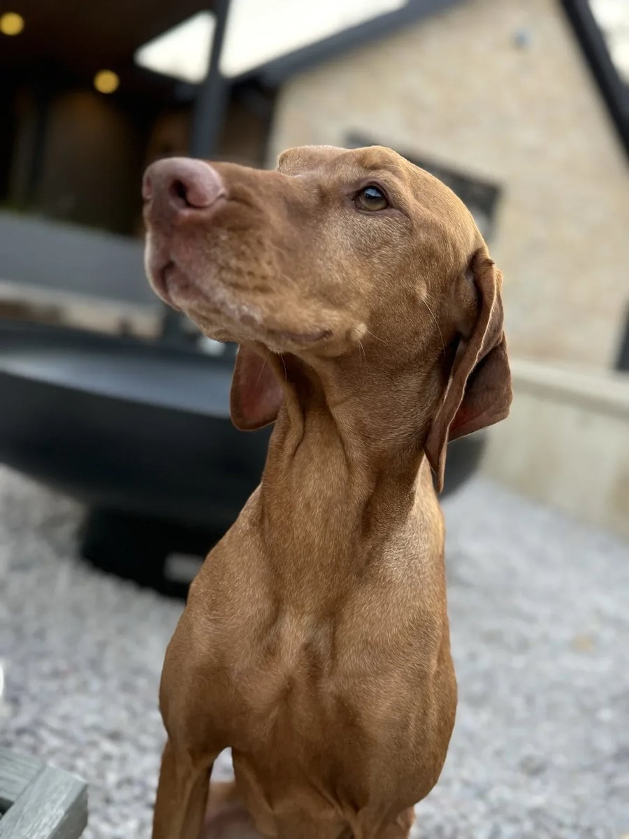 Scout the Vizsla - Head of Happiness at the Keenan Group