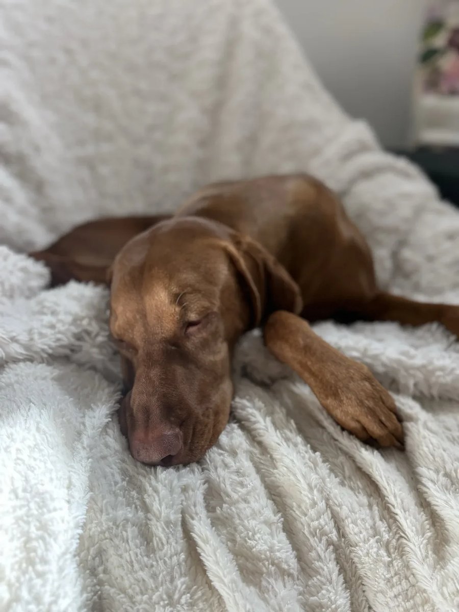 Scout napping between client visits